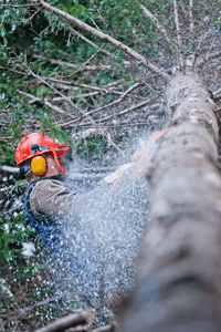 professional-lumberjack-cutting-a-big-tree-in-the