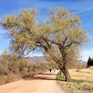 Colorado Grown Siberian Elm