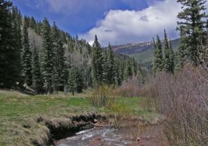 Link to Blue Spruce Tree 